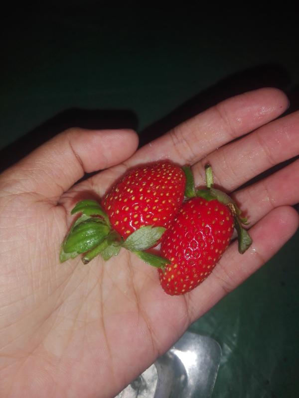 කාන්තාවන් සහ කපල් සදහා පමණි